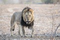 Wild Adult Male Lion with a Loose Canine Stalking Prey