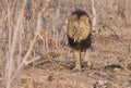 Wild Adult Male Lion with a Loose Canine Stalking Prey Royalty Free Stock Photo