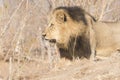 Wild Adult Male Lion with a Loose Canine Stalking Prey Royalty Free Stock Photo