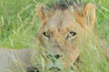 Young adult male lion green grass, central kalahari desert botswana africa Royalty Free Stock Photo