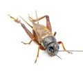 Wild adult male southeastern sand field cricket - Gryllus firmus - habitat is grassland, pasture, roadside verges and lawns on