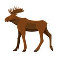 Wild adult moose with big branchy horns and strong legs