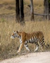 Wild adult royal bengal female tiger or panthera tigris tigris side profile on prowl in search of prey in natural environment at Royalty Free Stock Photo