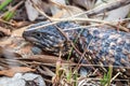 Wild Adult Shingleback Lizard, Woodlands Park, Victoria, Australia, November 2018