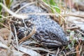 Wild Adult Shingleback Lizard, Woodlands, Victoria, Australia, November 2018