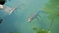 Wild African alligators float in the water, plunging to the bottom of the river