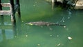 Wild African alligators float in the water, plunging to the bottom of the river