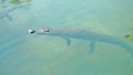 Wild African alligators float in the water, plunging to the bottom of the river