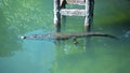 Wild African alligators float in the water, plunging to the bottom of the river