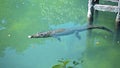 Wild African alligators float in the water, plunging to the bottom of the river