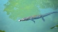 Wild African alligators float in the water, plunging to the bottom of the river