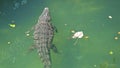 Wild African alligators float in the water, plunging to the bottom of the river