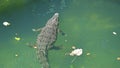 Wild African alligators float in the water, plunging to the bottom of the river