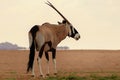 Wild african animal. Lonely Oryx walks through the Namib desert Royalty Free Stock Photo