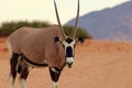 Wild african animal. Lonely Oryx walks through the Namib desert Royalty Free Stock Photo
