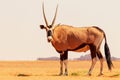 Wild african animal. Lonely Oryx walks through the Namib desert Royalty Free Stock Photo