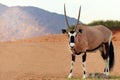 Wild  animal. Lonely Oryx walks through the Namib desert Royalty Free Stock Photo