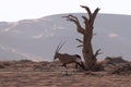 Wild animal. Lonely Oryx walks through the Namib desert Royalty Free Stock Photo