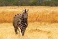 Wild african animals. African Mountain Zebra standing in grassland. Etosha National Park