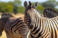 Wild african animals. African Mountain Zebra standing in grassland. Etosha National Park