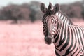 Wild african animals. African Mountain Zebra standing in grassland. Etosha National Park