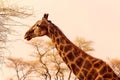 Wild african animals. Closeup namibian giraffe on natural background