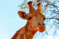 Wild african animals. Closeup namibian giraffe on natural background