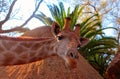 Wild african animals. Closeup namibian giraffe on natural background