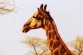 Wild african animals. Closeup namibian giraffe on natural background