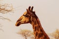 Wild african animals. Closeup South African giraffe or Cape giraffe