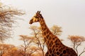 Wild african animals. Closeup South African giraffe or Cape giraffe