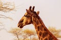 Wild african animals. Closeup South African giraffe or Cape giraffe