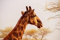 Wild african animals. Closeup South African giraffe or Cape giraffe