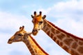 Closeup two namibian giraffes on blue sky background