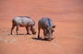 Common warthogs pumba stands on red earth on a sunny day.