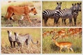 Wild African animals - lion, cheetah, zebra, antelope in the national park. African collage