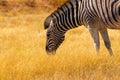 Wild african animals. African Mountain Zebra standing in grassland. Etosha National Park