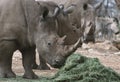 Wild african animals. Portrait of a male bull white Rhino grazing in Etosha National park Royalty Free Stock Photo