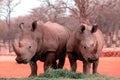 Wild african animals. Portrait of two bull white Rhinos eating grass in  National park, Namibia Royalty Free Stock Photo