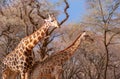 Wild african animals. Several namibian giraffes in the african savannah Royalty Free Stock Photo