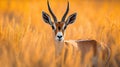 Wild african animals. The springbok in tall yellow grass. Generative AI Royalty Free Stock Photo