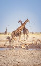 Wild African animals on the waterhole