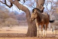 African plains zebra on the dry yellow savannah grasslands.