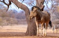 African plains zebra on the dry yellow savannah grasslands.