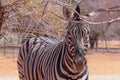 Wild african animals. Zebra close up portrait Royalty Free Stock Photo