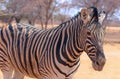 Wild african animals. Zebra close up portrait