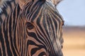 Wild african animals. Zebra close up portrait
