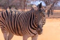 Wild african animals. Zebra close up portrait