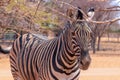 Wild african animals. Zebra close up portrait