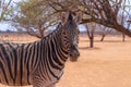 Wild african animals. Zebra close up portrait